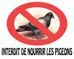pigeon-barre